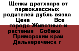 Щенки дратхаара от первоклассных  родителей(дубль вязка) › Цена ­ 22 000 - Все города Животные и растения » Собаки   . Приморский край,Дальнереченск г.